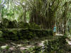 Huahine - marae overgrown by banyan tree jungle - 130K