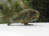 NZ Fox Glacier - Kea parrot - 87K