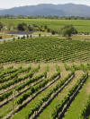 NZ Marlborough Sounhd - Endless vinyards - 202K