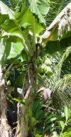 Raiatea - banana plant by the river - 86K