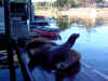Sea lions shooed of the dock (1,342K)